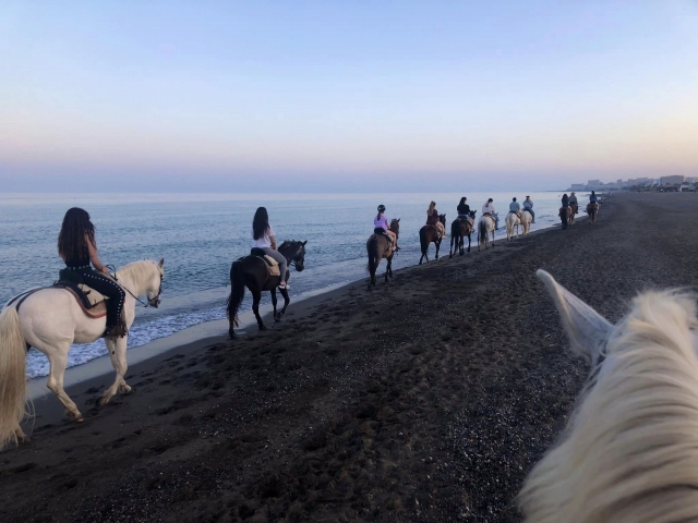 Caballos en fila por la playa