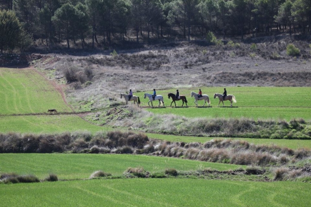Caballos a lo lejos