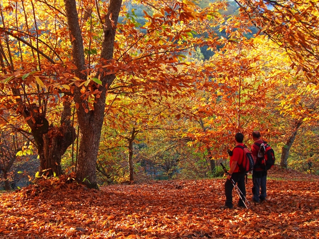 Senderismo castanar de Pujerra