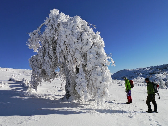 Senderismo en el quejigal de Tolox 