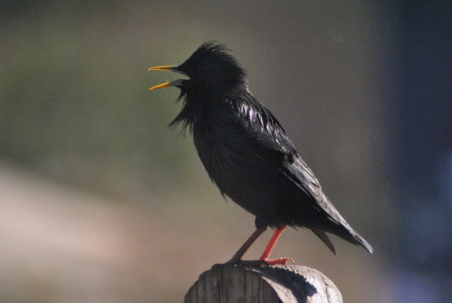 Avistamiento de aves