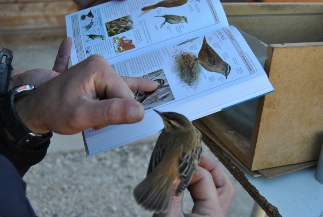 Participa en el anillamiento