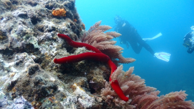 Cursos de buceo exclusivos