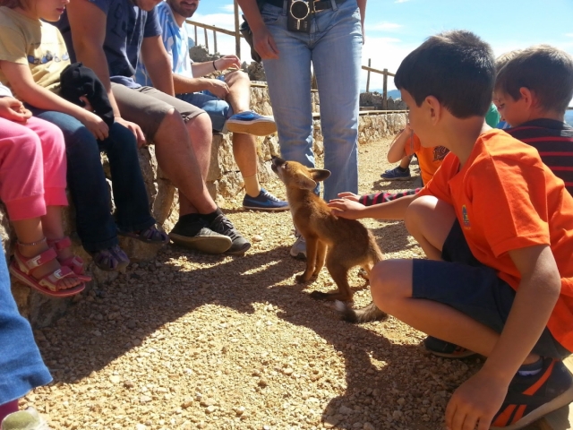 Interactuar con las especies