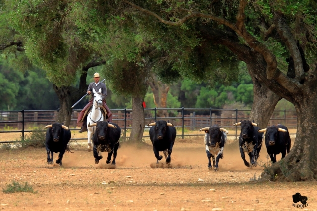  Toros 