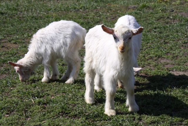 Cabras enanas
