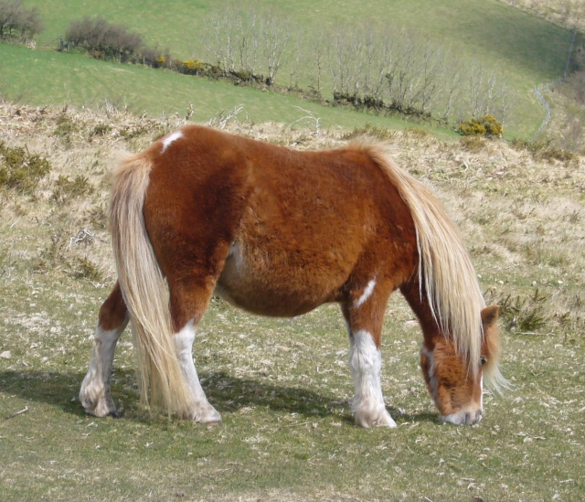 Ponys