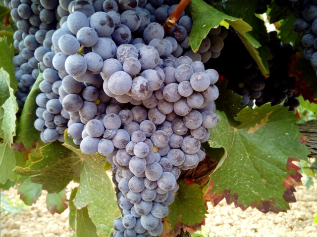 Las uvas en la vid