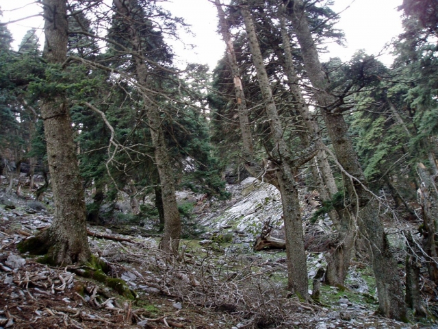 Camicrema en Acornocales