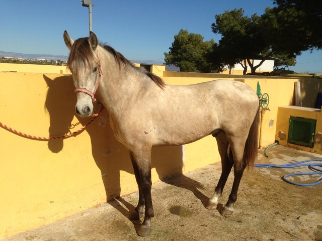 Nuestros equinos