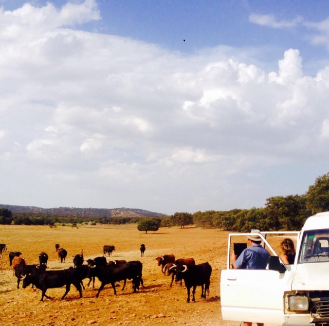 Besuche auf der Weide