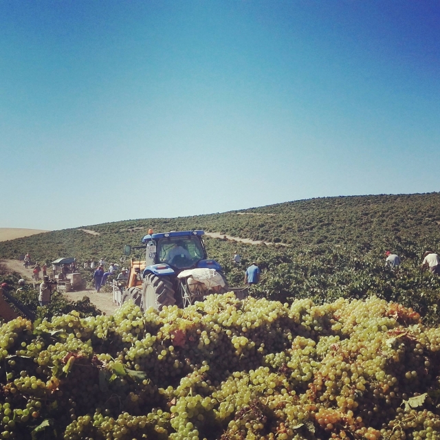  Pendant les vendanges 