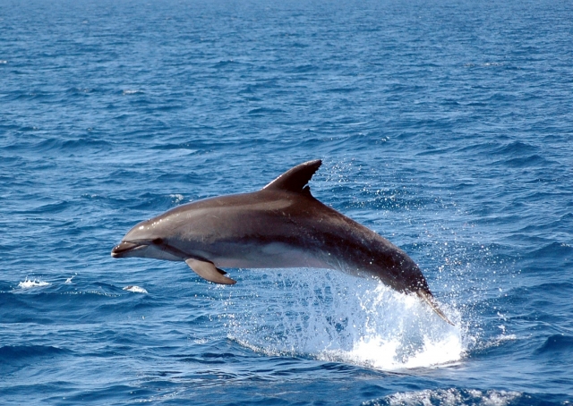 Contempla la fauna que nos rodea