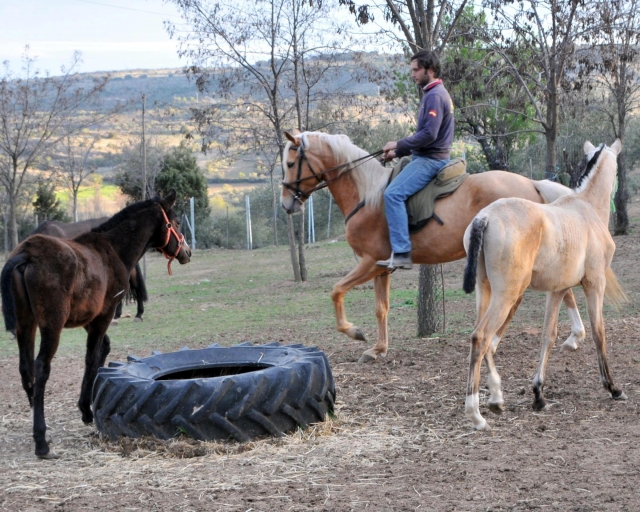 Caballos compartiendo espacio