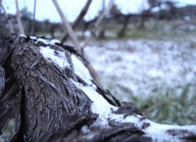  Neve sulla vite 
