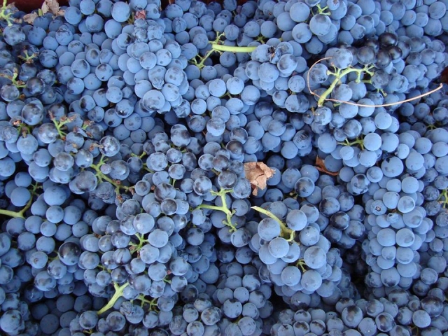  Uva nostrana 