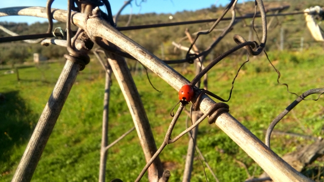  coccinella sulle viti 