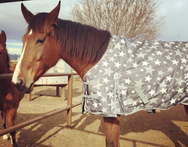Horse covered for the cold 
