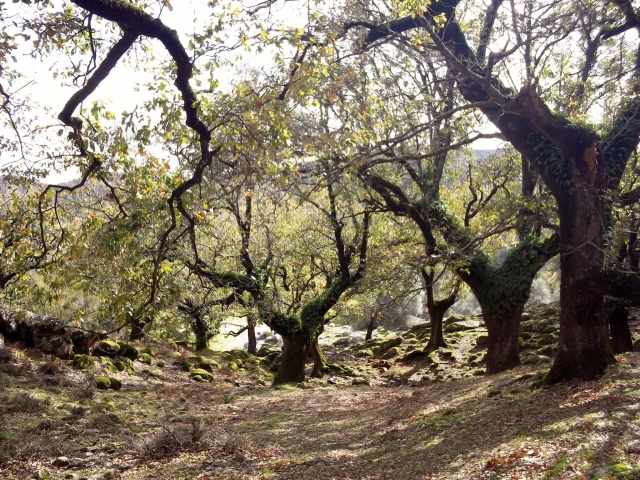  Árvores entrelaçando suas formas 