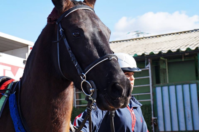  taking the horse out 