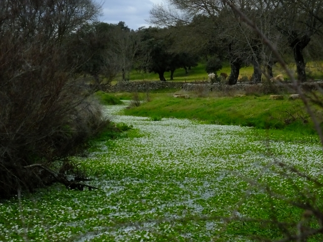  El Robledo 