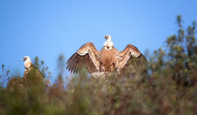  observação de aves 