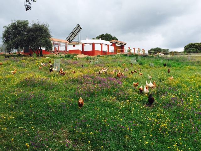  Fazenda orgânica 