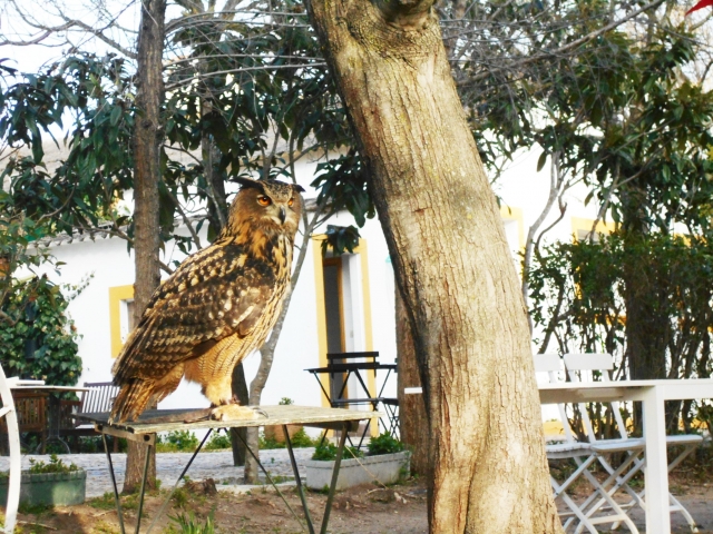 猫头鹰