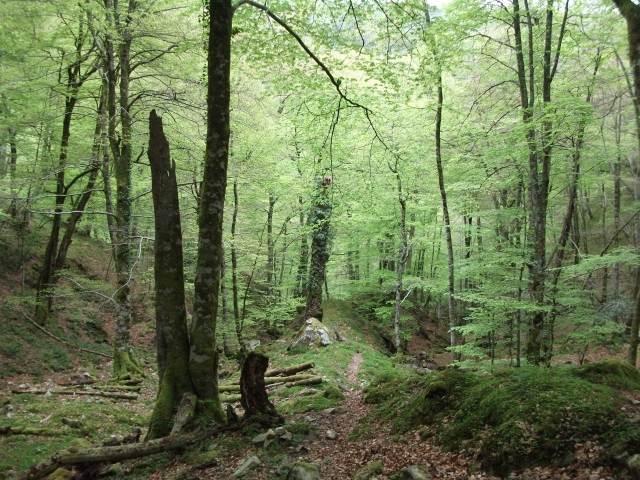 Pierdete en bosque de ensueño