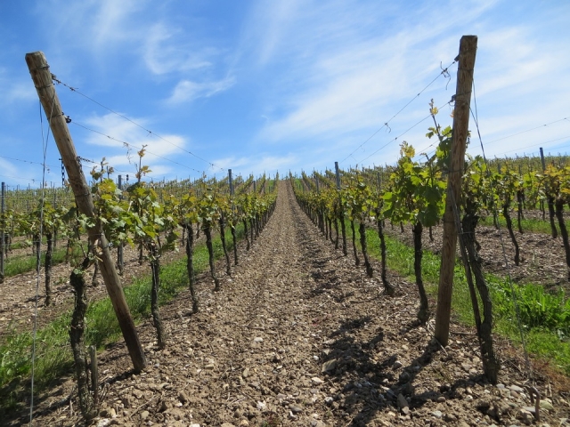 Vinedos