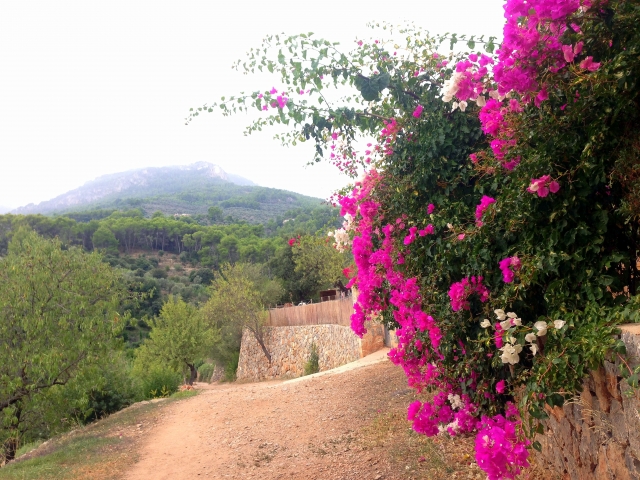 Camino junto a las flores