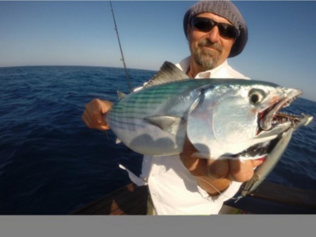 Barracuda