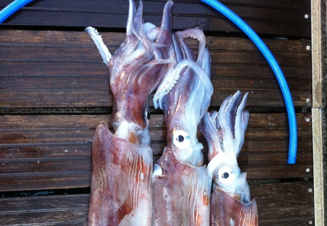 Calamares pescados