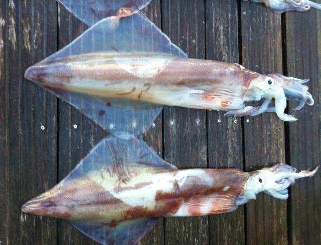 Cefalopodos pescados en barco