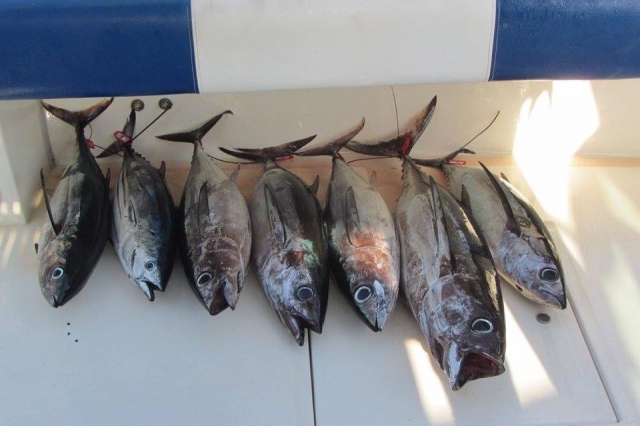  Catches of the day 
