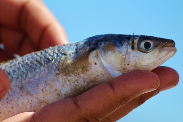  在马略卡岛钓鱼 