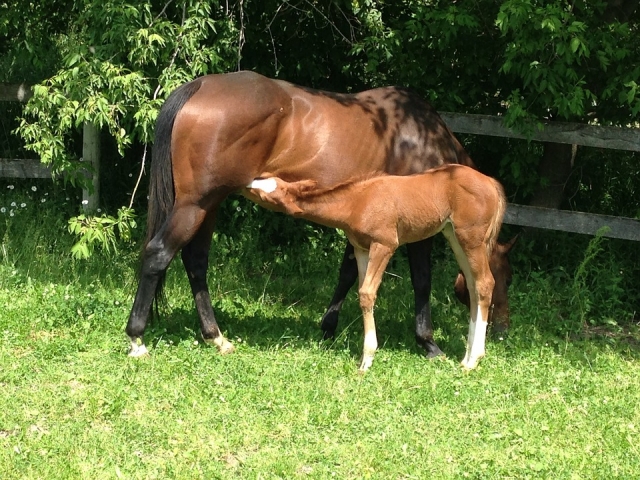  Passeggiate a cavallo 