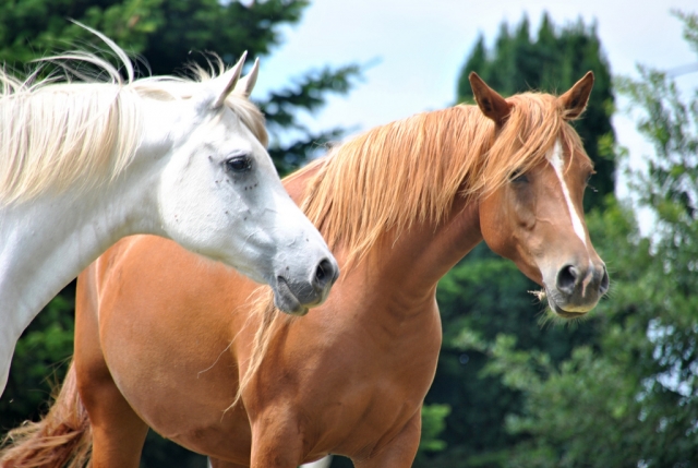 Conociendo a los caballos