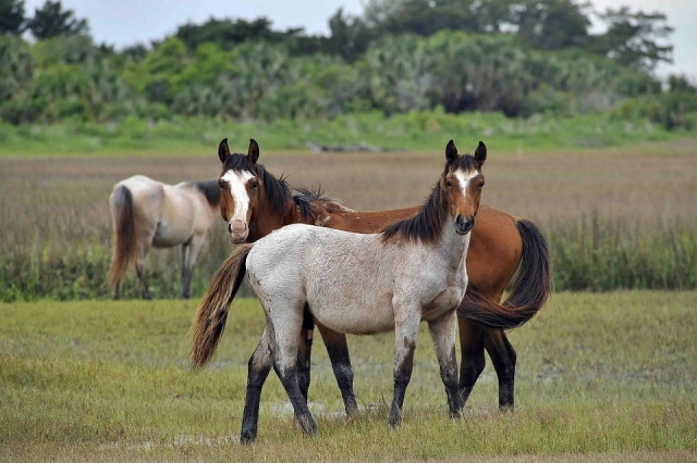 Caballos y naturaleza