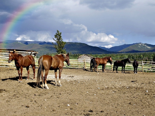 Paseos a caballo