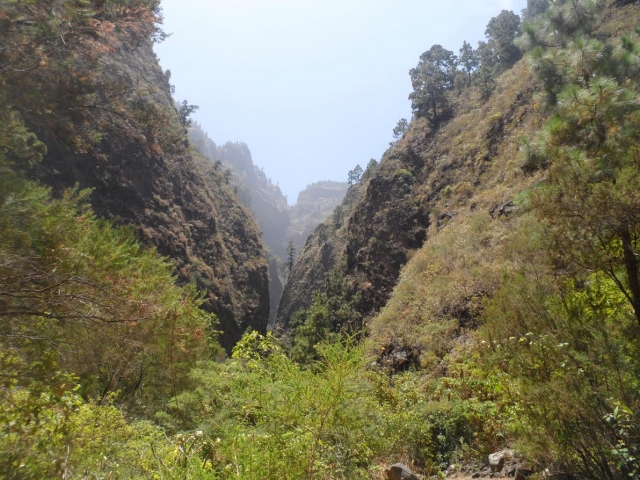 De camicrema por Tenerife