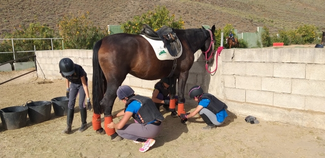  Préparer le cheval au cours d'équitation