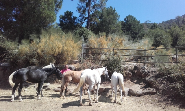  Prendre soin des chevaux 