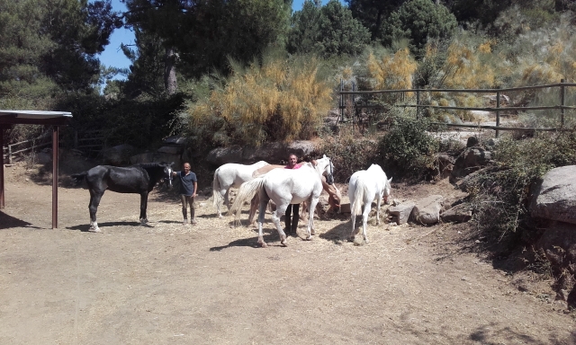  Chevaux sur place 