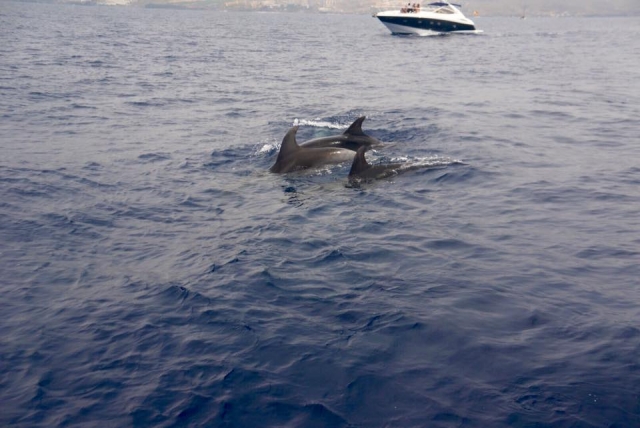 Los delfines de Tenerife