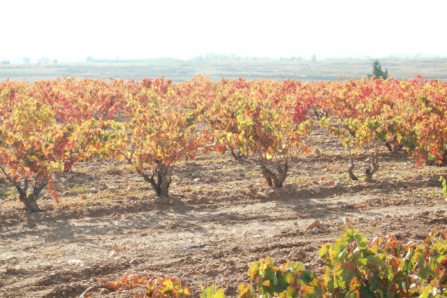  Autunno nei vigneti della Navarra 