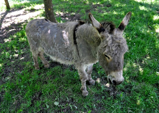 Nuestro burro Antonio