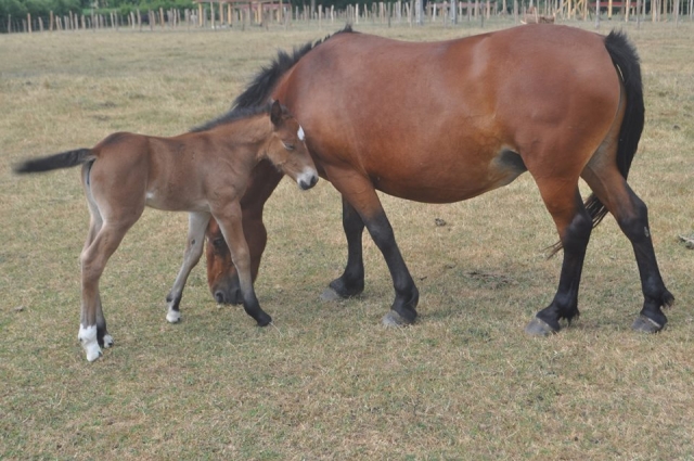 Pony con su madre