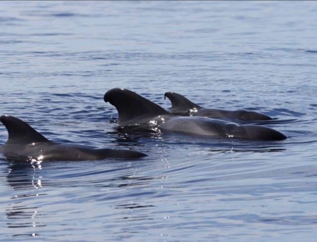 Cetaceos contemplados desde el barco