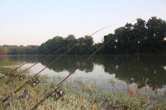 Cañas a ras del río